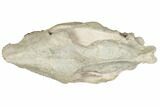 Fossil Running Rhino (Hyracodon) Skull - South Dakota #192112-7